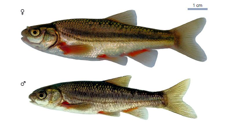 Achondrostoma arcasii_05.jpg